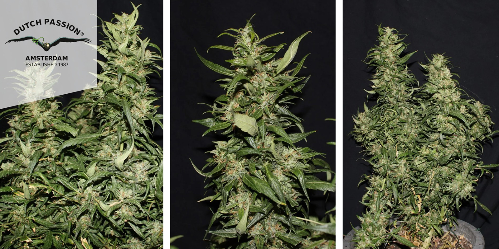 Hollands Hope (Dutch Passion) femminizzata