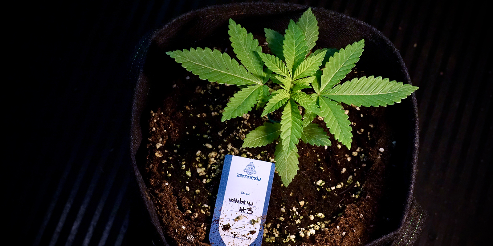 Consigli pratici per avere successo outdoor nel Regno Unito