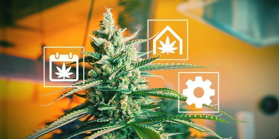 Consigli Per Coltivare Cannabis Nel Regno Unito