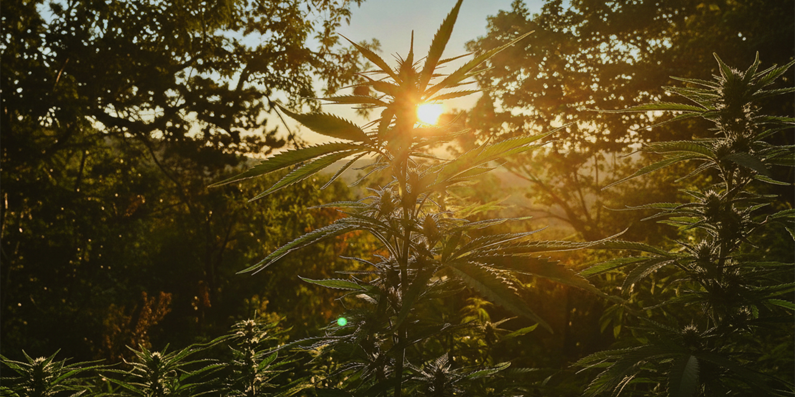 Consigli pratici per coltivare outdoor in Germania Consigli pratici per coltivare outdoor in Germania