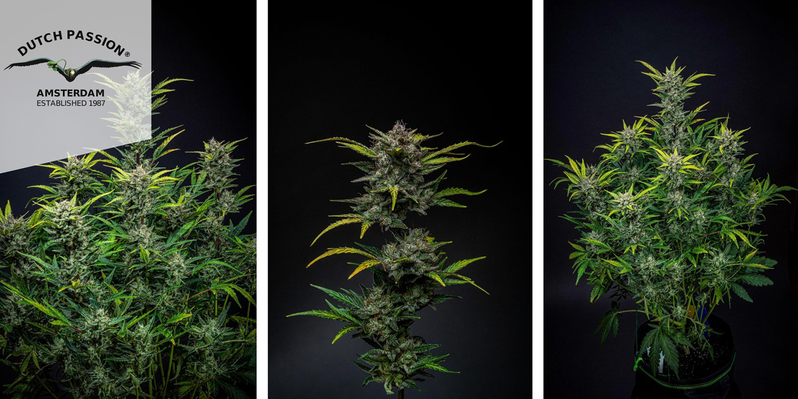 Blueberry Auto (Dutch Passion) Blueberry Auto (Dutch Passion)