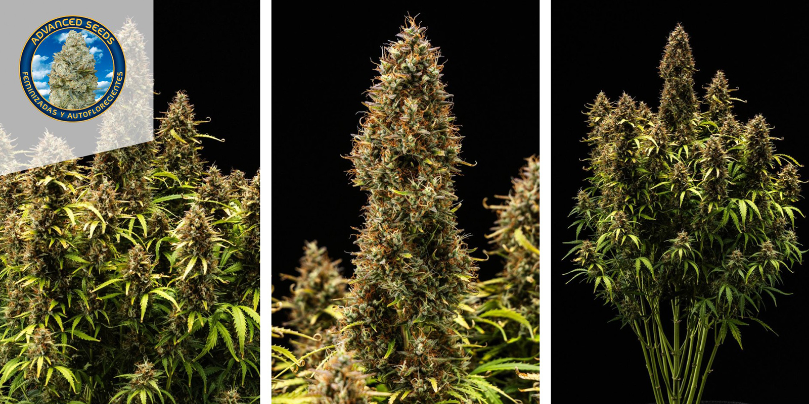 Critical Mass (Advanced Seeds) Critical Mass (Advanced Seeds)