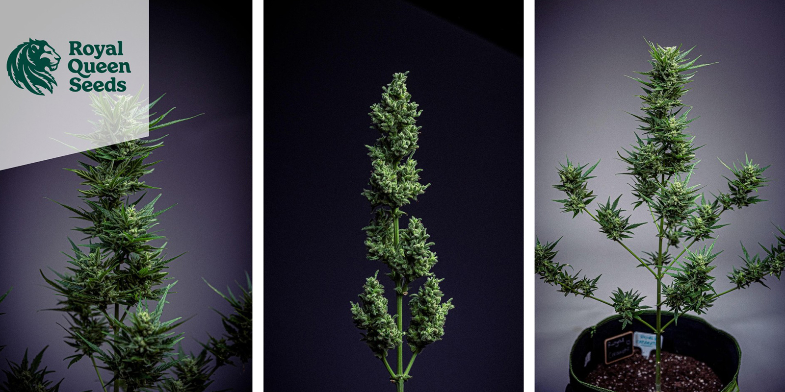 Royal Creamatic Auto (Royal Queen Seeds) Royal Creamatic Auto (Royal Queen Seeds)