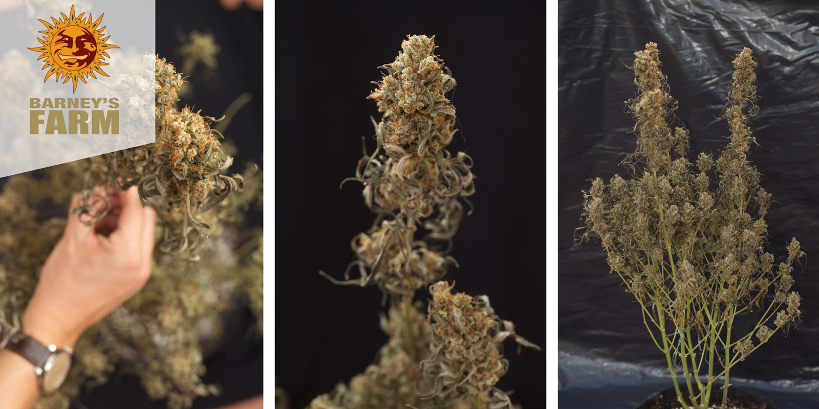 Shiskaberry (Barney’s Farm) Shiskaberry (Barney’s Farm)