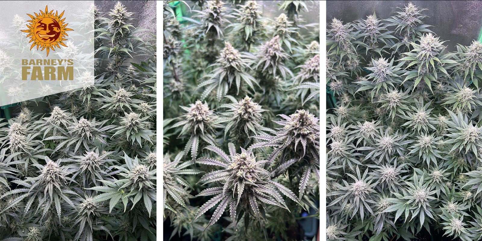 Critical Kush (Barney's Farm) femminizzata Critical Kush (Barney's Farm) femminizzata