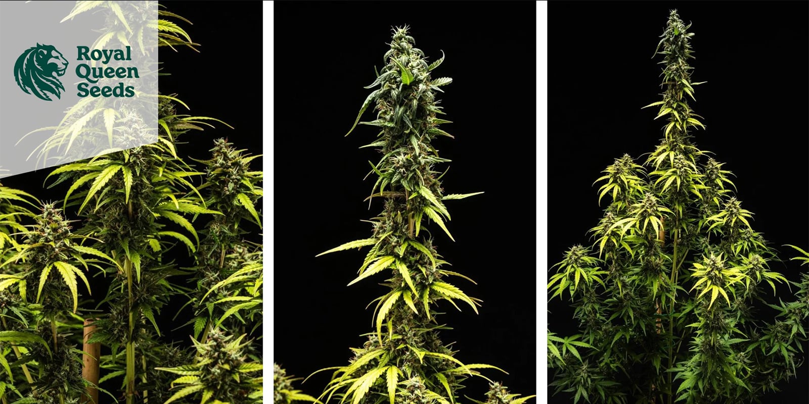 Amnesia Haze (Royal Queen Seeds) femminizzata Amnesia Haze (Royal Queen Seeds) femminizzata