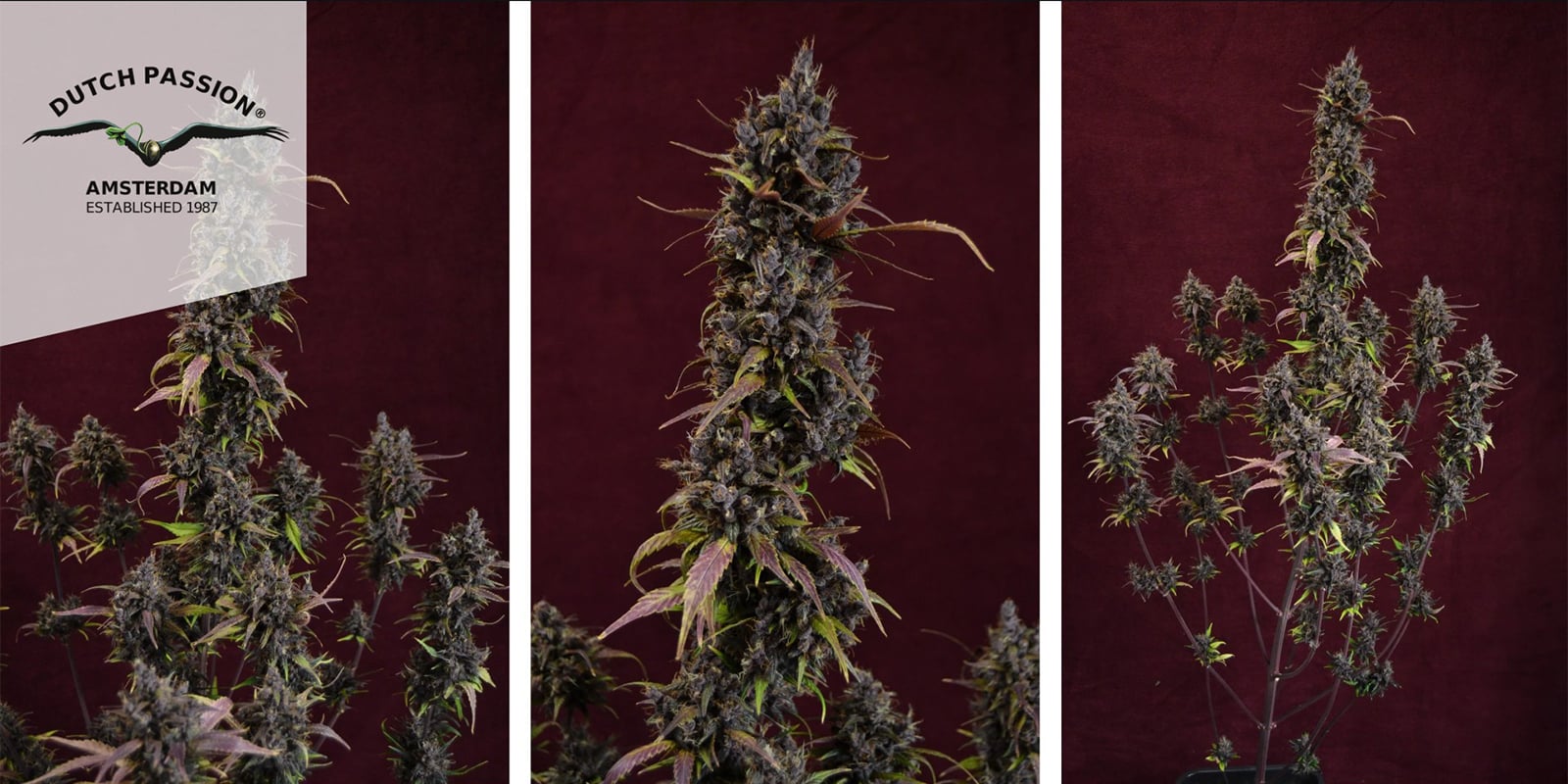 Auto Blackberry Kush (Dutch Passion) femminizzata Auto Blackberry Kush (Dutch Passion) femminizzata