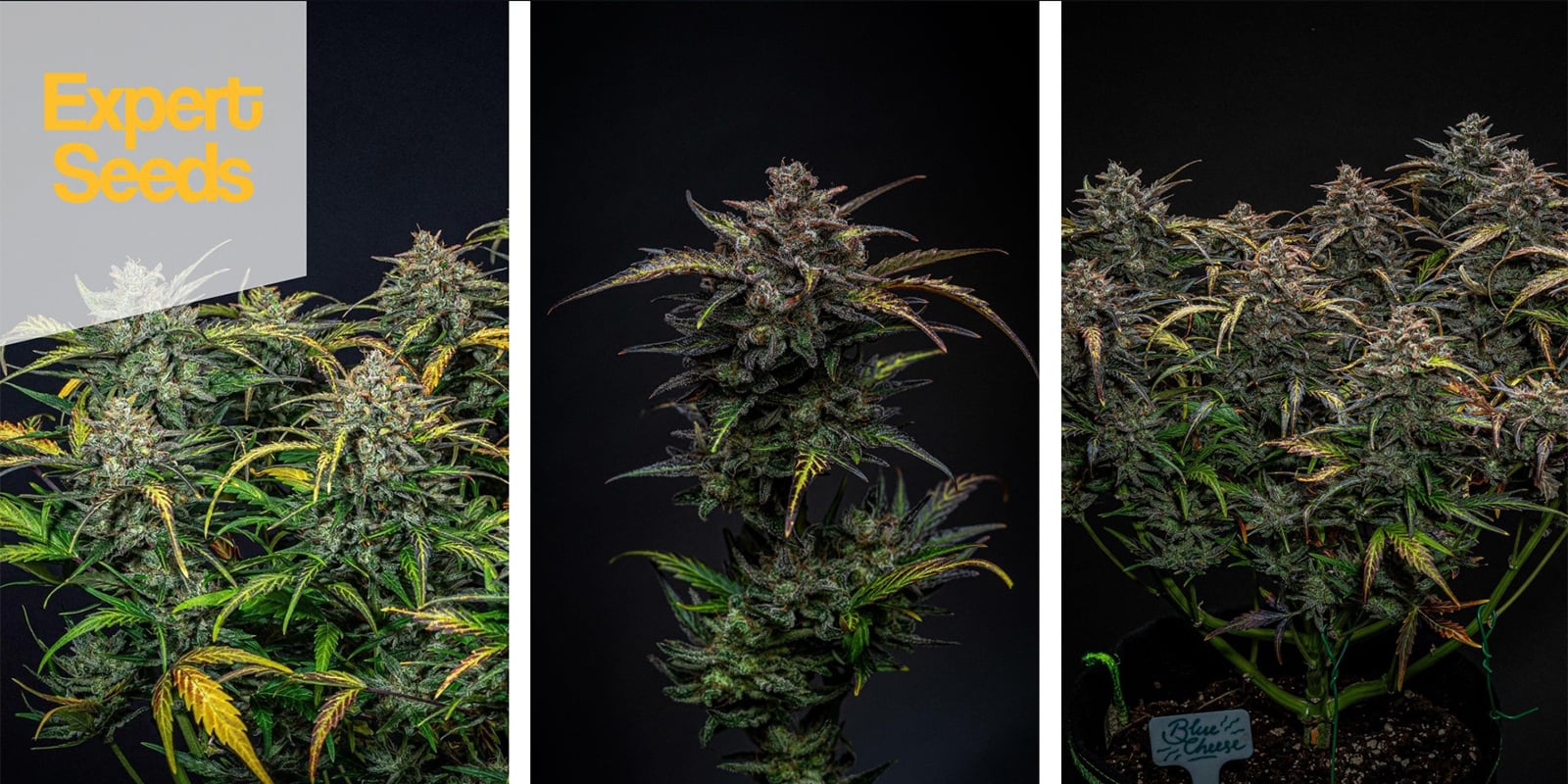 Blueberry Glue Auto (Expert Seeds) femminizzata Blueberry Glue Auto (Expert Seeds) femminizzata