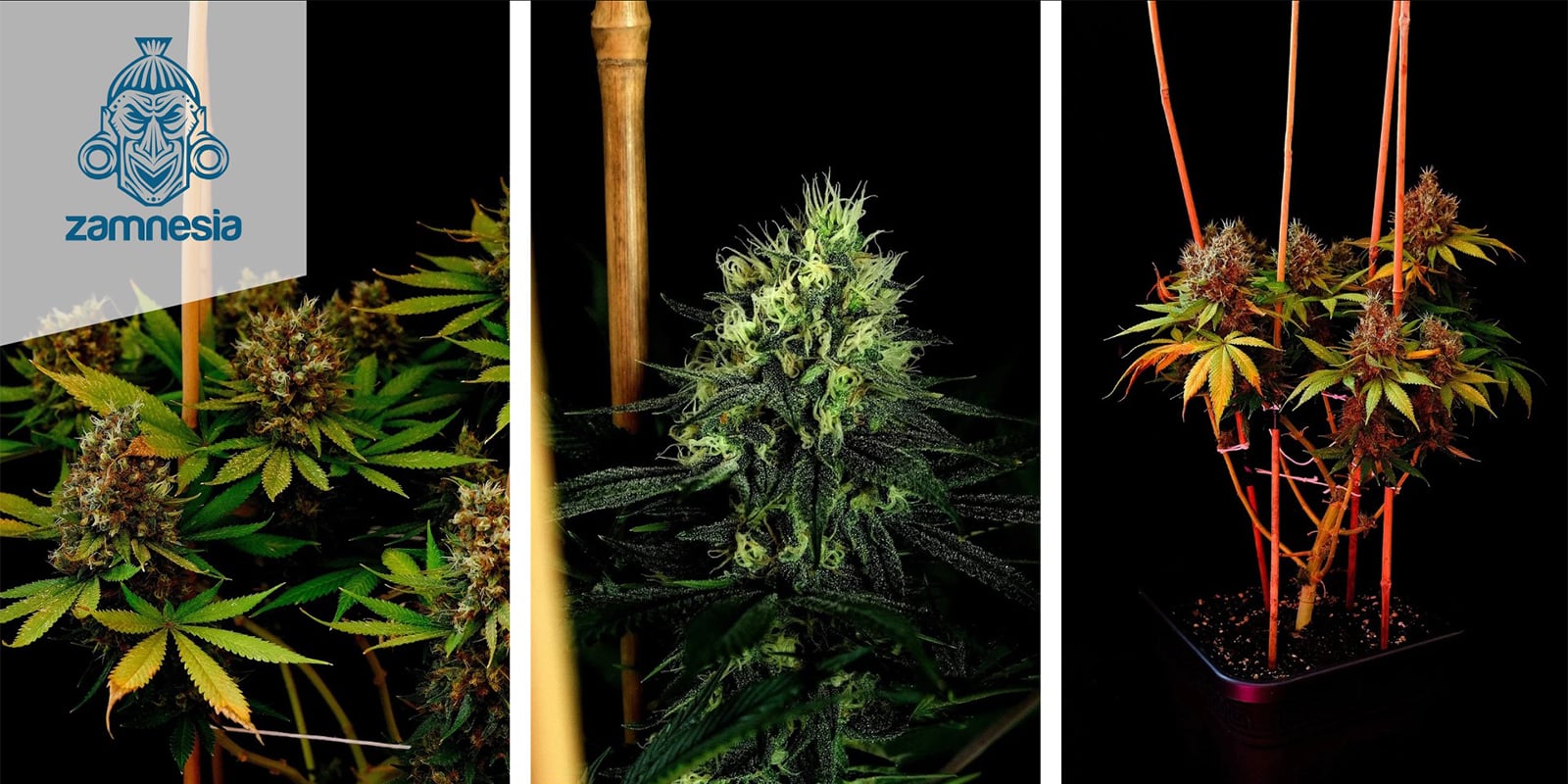 Kalini Asia (Zamnesia Seeds) femminizzata Kalini Asia (Zamnesia Seeds) femminizzata