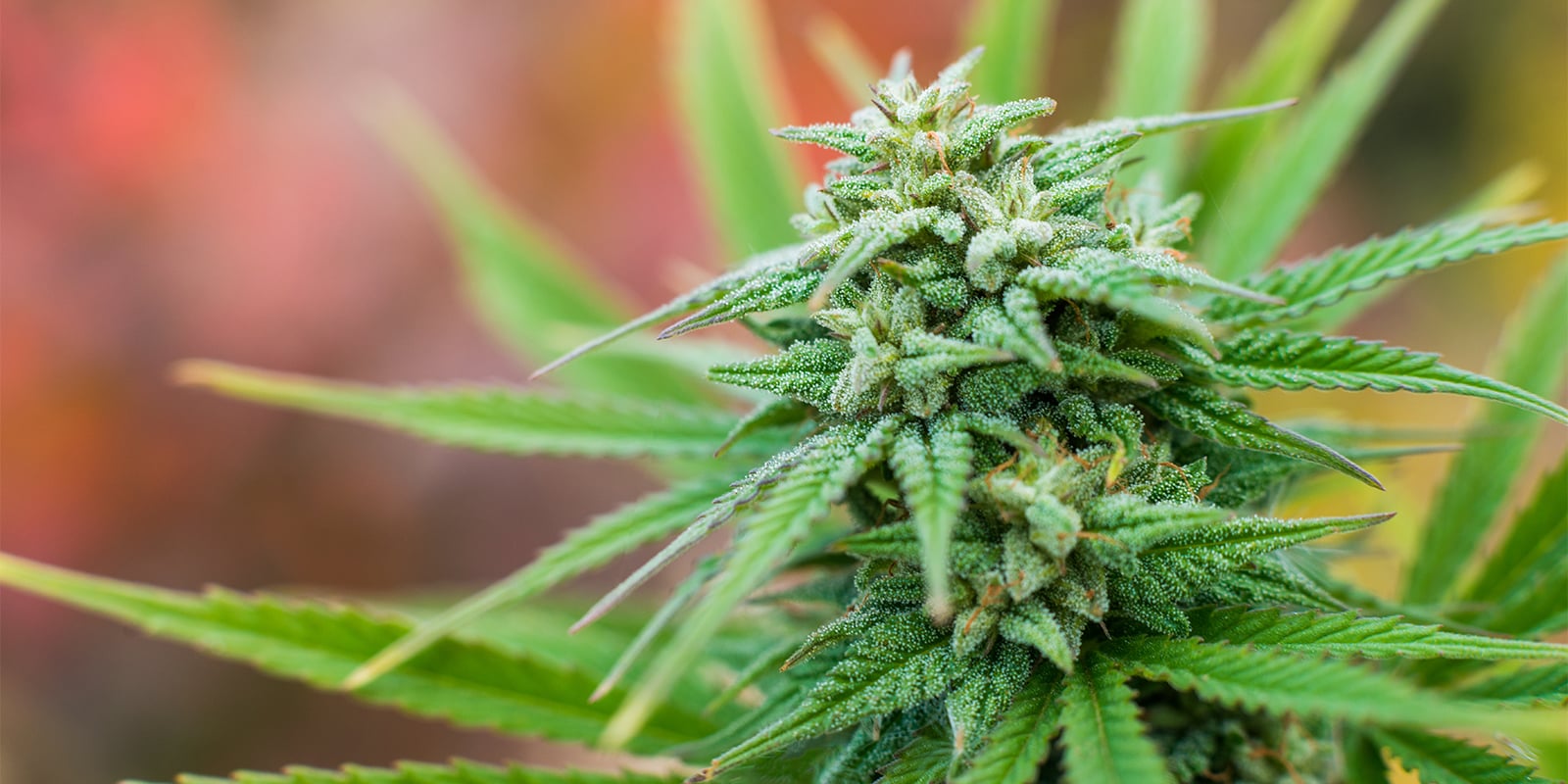 Consigli pratici per coltivare outdoor in Francia Consigli pratici per coltivare outdoor in Francia