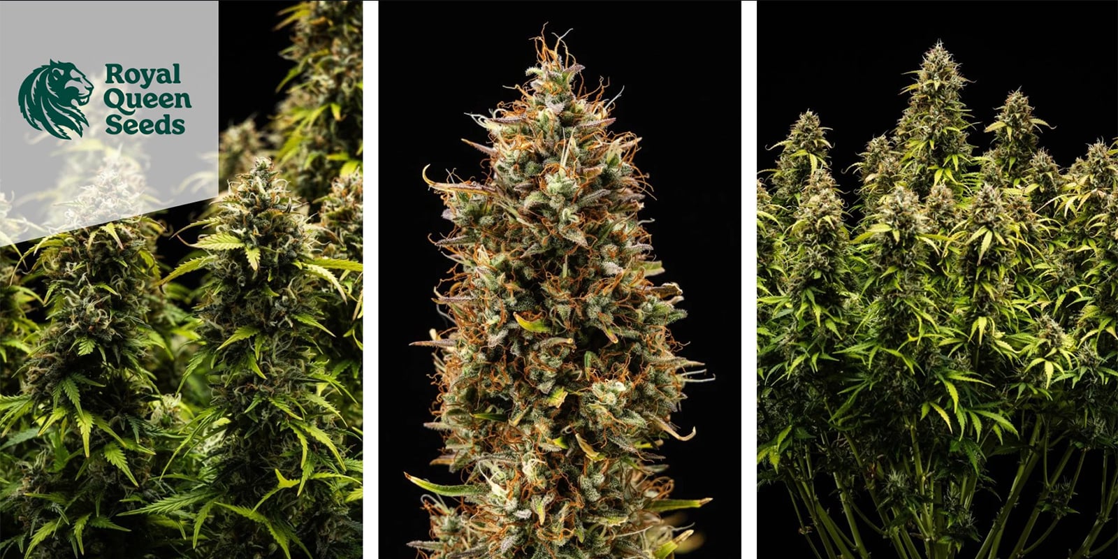 Quick One Autoflower (Royal Queen Seeds) femminizzata Quick One Autoflower (Royal Queen Seeds) femminizzata