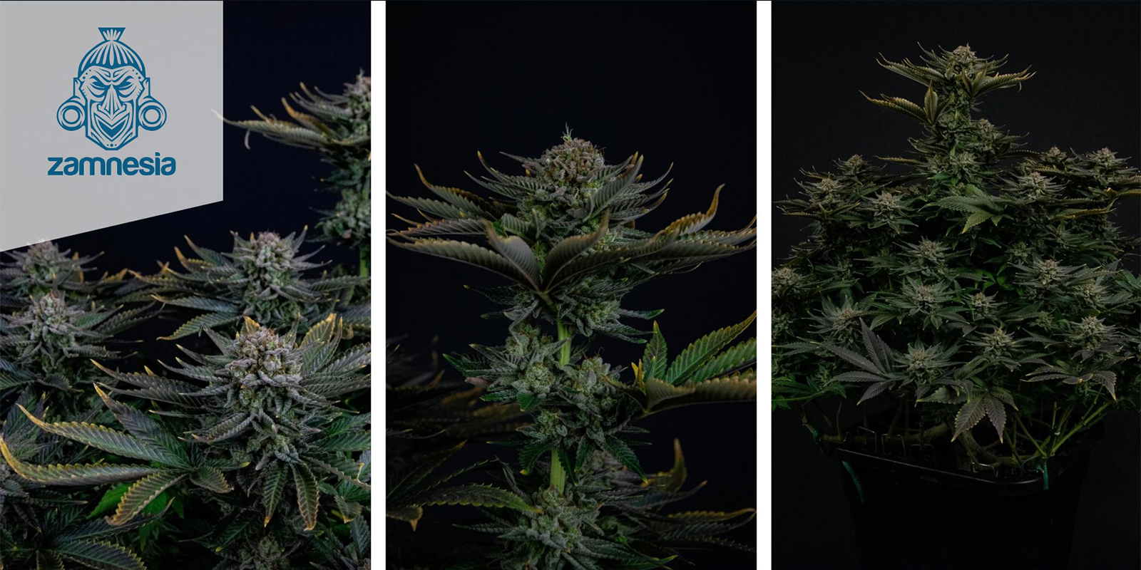 Runtz (Zamnesia Seeds) femminizzata Runtz (Zamnesia Seeds) femminizzata