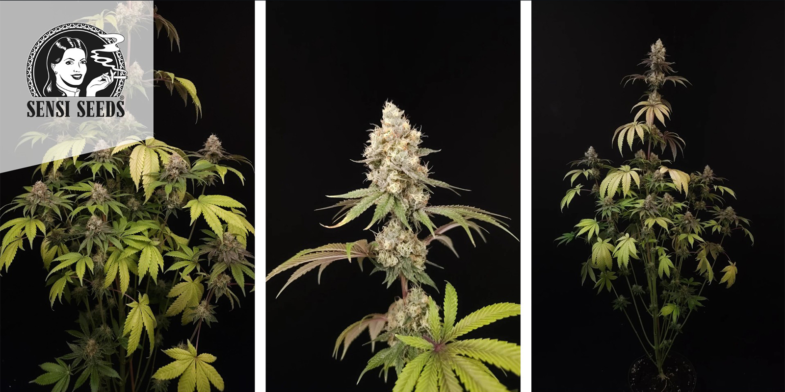 Super Skunk (Sensi Seeds) femminizzata Super Skunk (Sensi Seeds) femminizzata