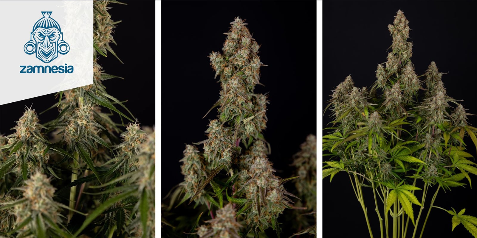 Wurlz F1 Autoflower (Zamnesia Seeds) femminizzata Wurlz F1 Autoflower (Zamnesia Seeds) femminizzata
