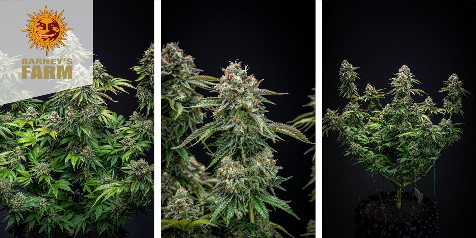 Zkittlez OG Auto (Barney's Farm) femminizzata Zkittlez OG Auto (Barney's Farm) femminizzata