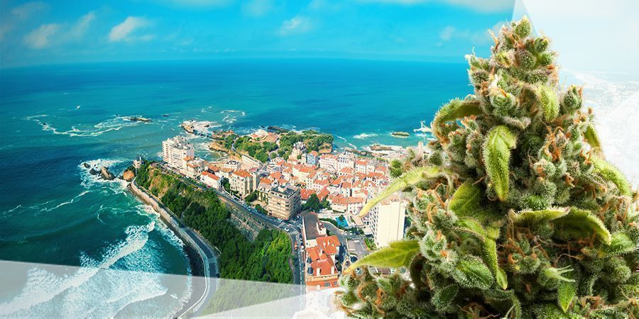 LE MIGLIORI VARIETÀ DI CANNABIS PER IL VERSANTE ATLANTICO