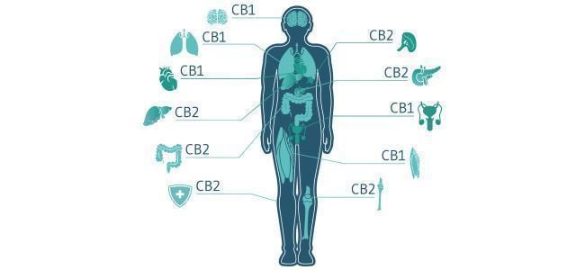 Cannabis Effetti Sui Malati