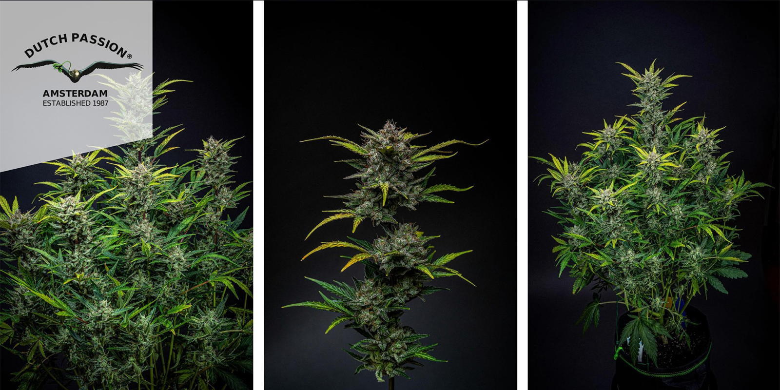 Auto Blueberry (Dutch Passion) femminizzata Auto Blueberry (Dutch Passion) femminizzata