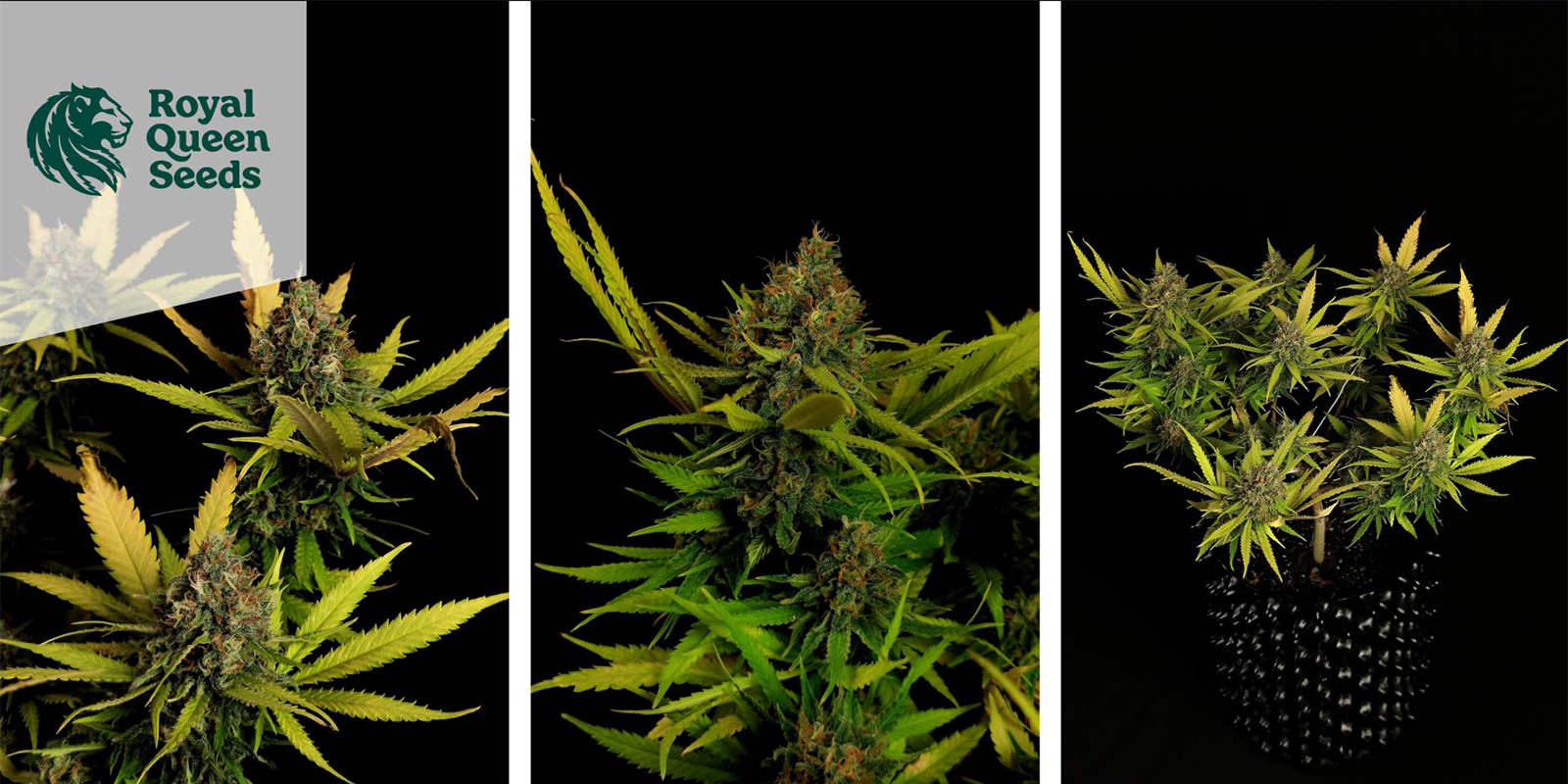 Critical feminized (Royal Queen Seeds) Critical feminized (Royal Queen Seeds)