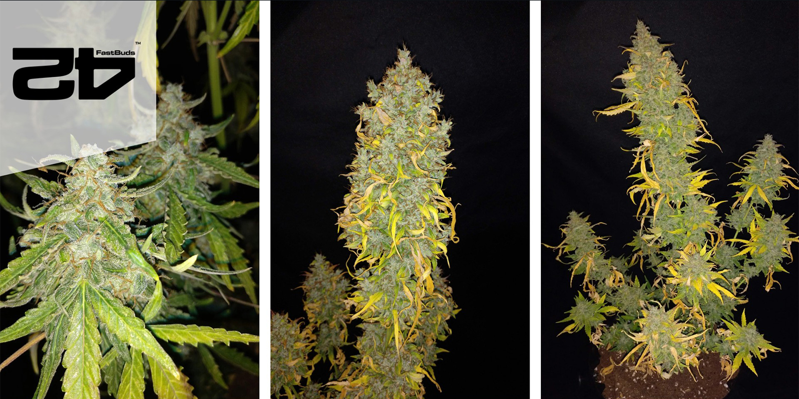 Lemon AK Auto (FastBuds) Femminizzata Lemon AK Auto (FastBuds) Femminizzata