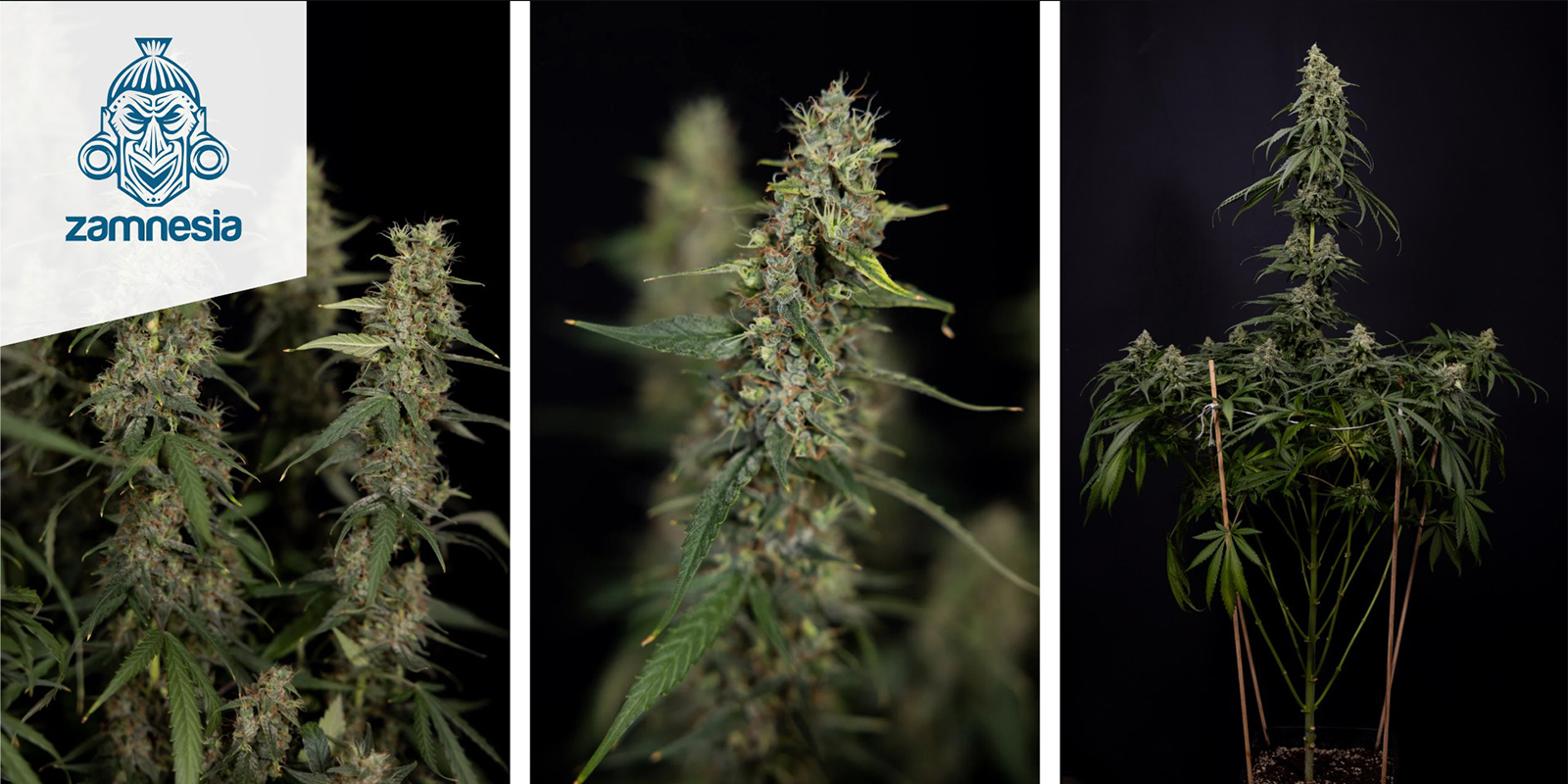 Tropicana Cookies (Zamnesia Seeds) femminizzata Tropicana Cookies (Zamnesia Seeds) femminizzata