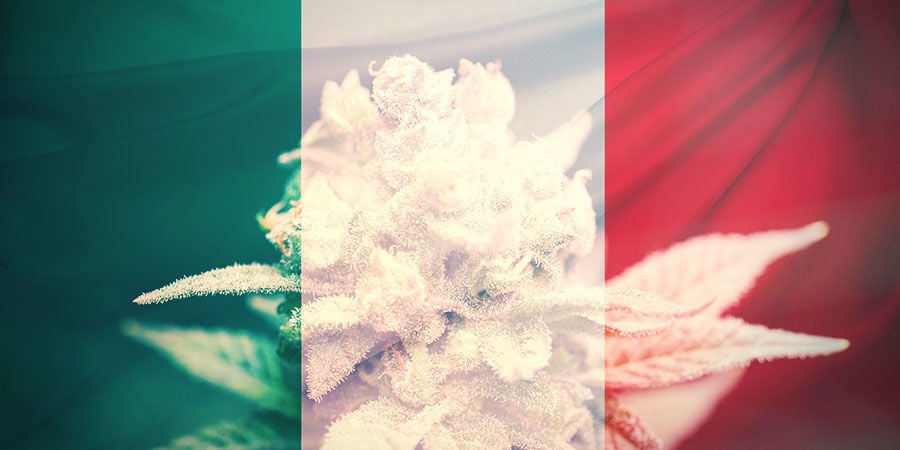 COME SCEGLIERE LE VARIETÀ DI CANNABIS GIUSTE IN ITALIA