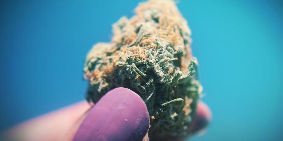 Cannabis Verifica Che Le Cime Siano Appiccicose