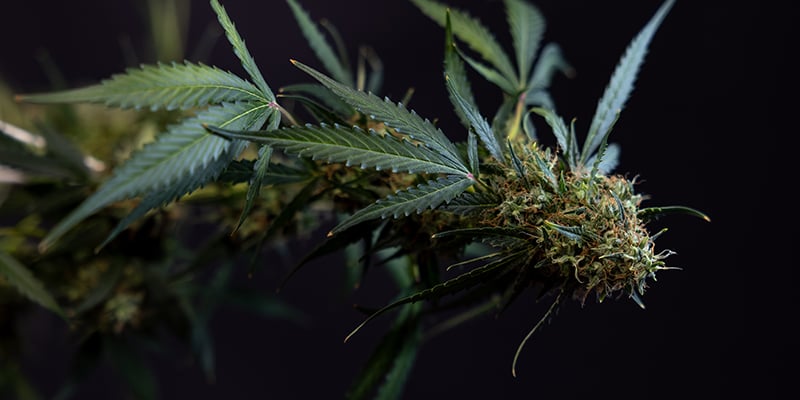 Cosmos F1 CBD Auto femminizzata Cosmos F1 CBD Auto femminizzata