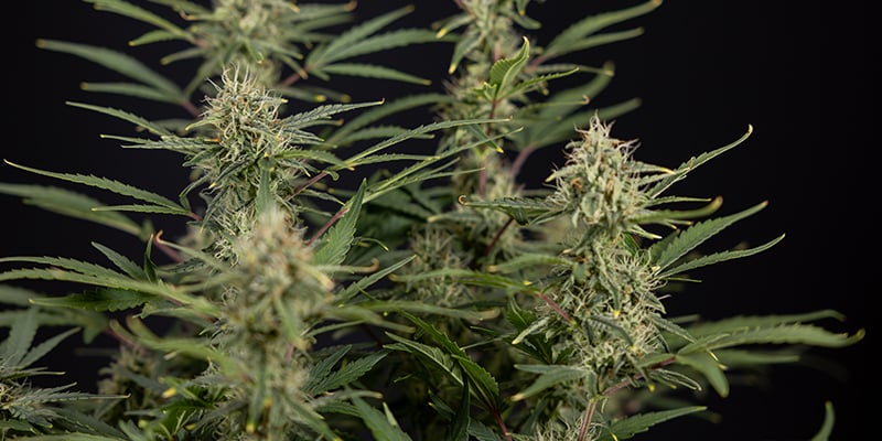 CBD Auto 20:1 femminizzata CBD Auto 20:1 femminizzata