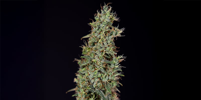 Kush'N'Cookies CBD femminizzata Kush'N'Cookies CBD femminizzata