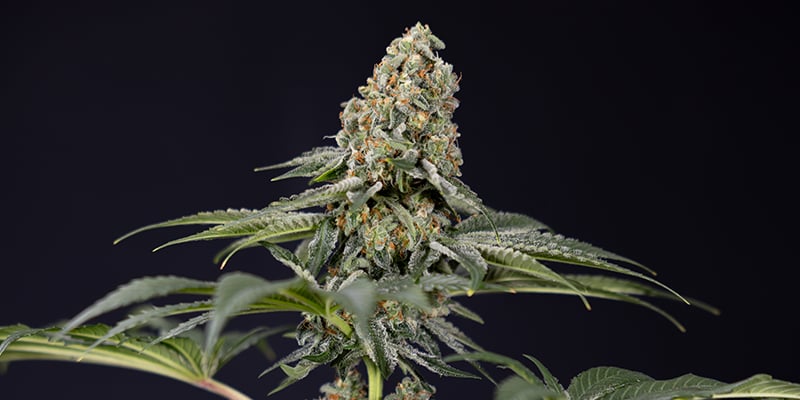 TNT Kush CBD femminizzata TNT Kush CBD femminizzata