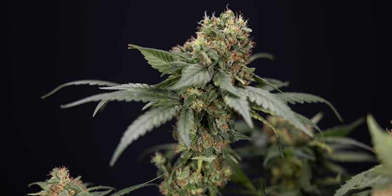 Scegliere la varietà di CBD giusta per il tuo allestimento Scegliere la varietà di CBD giusta per il tuo allestimento