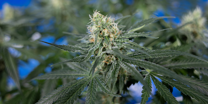 Cosa rende una varietà di CBD adatta alla coltivazione domestica? Cosa rende una varietà di CBD adatta alla coltivazione domestica?