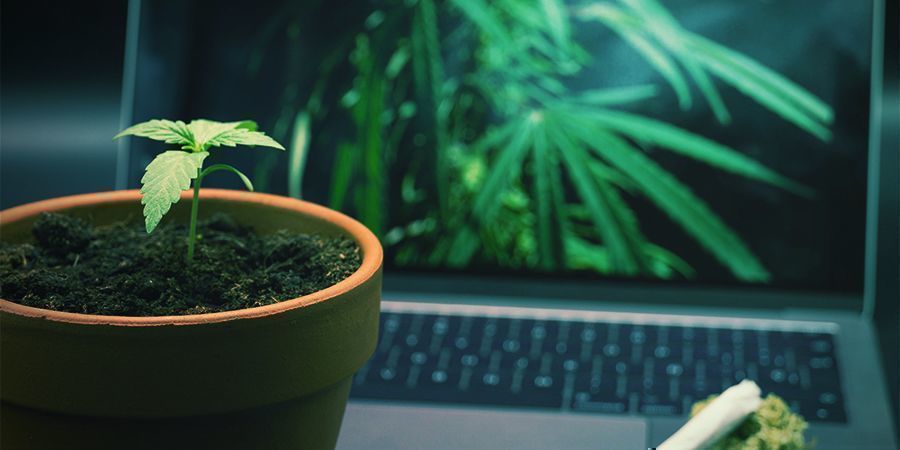 Quali Sono i Migliori Siti per Chi Consuma Ganja?