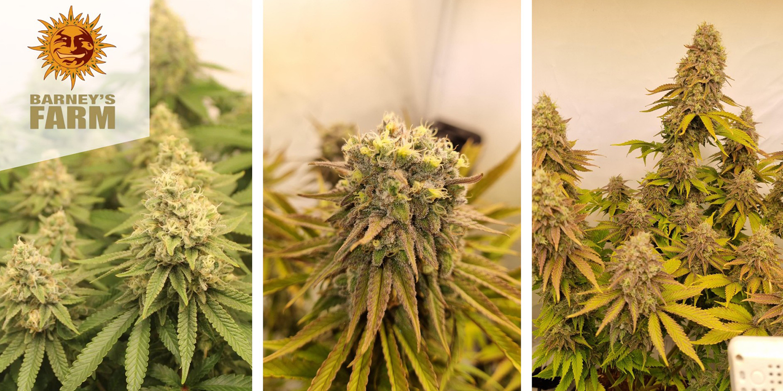 Biscotti (Barney's Farm) femminizzata Biscotti (Barney's Farm) femminizzata