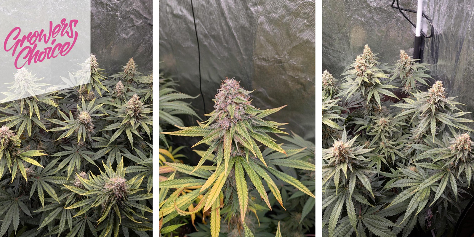 Gelato 41 (Growers Choice) Femminizzata Gelato 41 (Growers Choice) Femminizzata