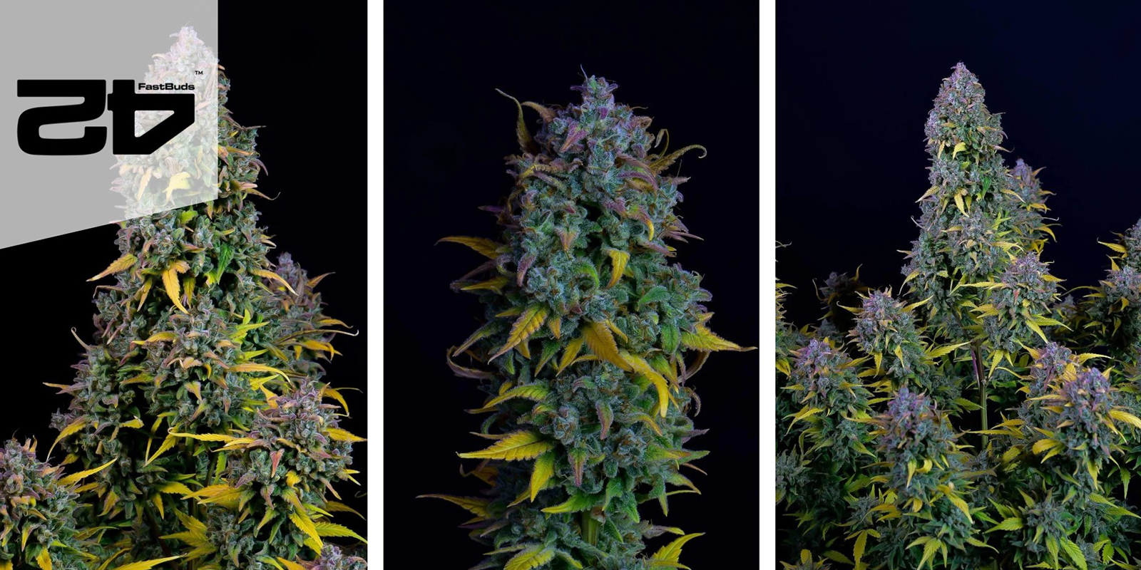 Gelato Auto (FastBuds) Femminizzata Gelato Auto (FastBuds) Femminizzata