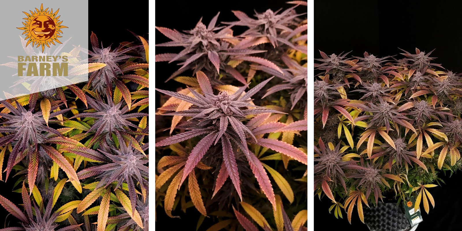Mimosa Evo (Barney’s Farm) femminizzata Mimosa Evo (Barney’s Farm) femminizzata
