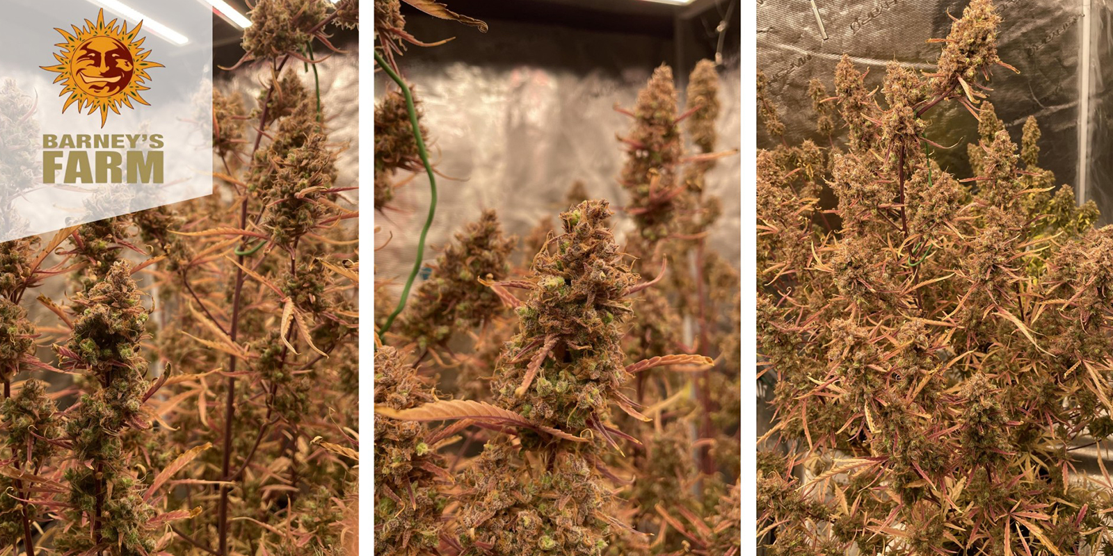 Mimosa x Orange Punch (Barney's Farm) femminizzata Mimosa x Orange Punch (Barney's Farm) femminizzata