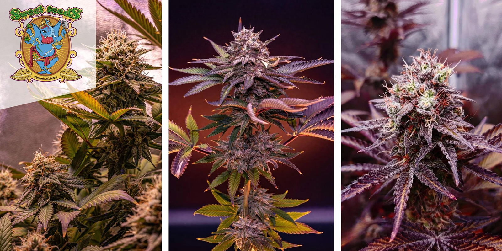 Sweet Mandarine Zkittlez F1 Fast Version (Sweet Seeds) femminizzata Sweet Mandarine Zkittlez F1 Fast Version (Sweet Seeds) femminizzata