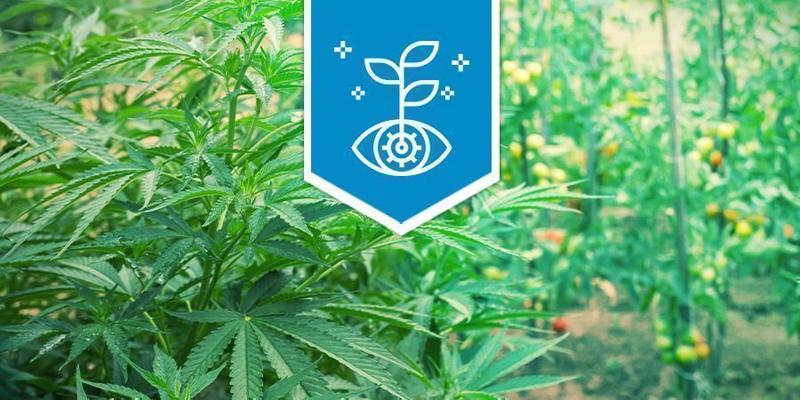 La Cannabis Come Pianta Associativa