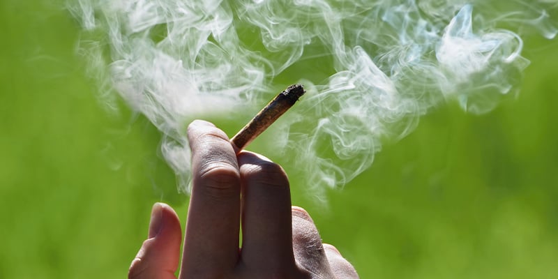 È possibile fumare le piante di cannabis maschio?