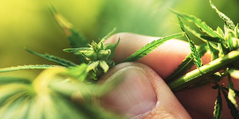 Come individuare una pianta di cannabis maschio