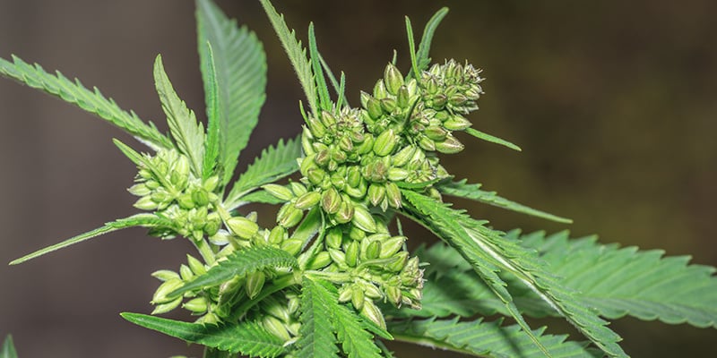 Vantaggi delle piante di cannabis maschio: Domande frequenti