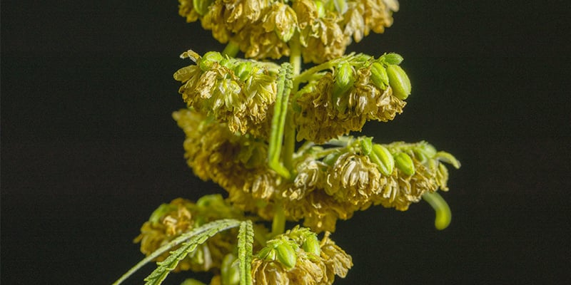 Le piante di cannabis maschio hanno innumerevoli funzioni