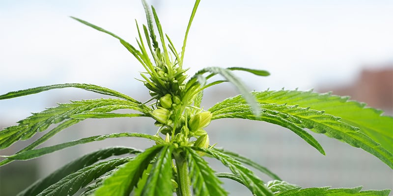 Cosa NON fare con le piante di cannabis maschio