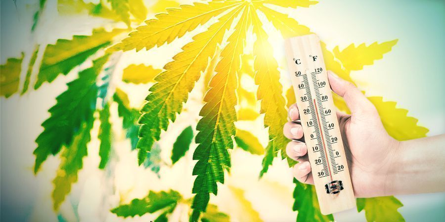 Coltivare Cannabis Nel Clima Spagnolo