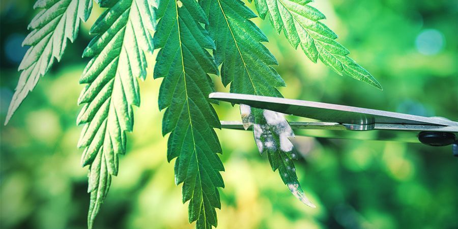 Consigli Per Coltivare Cannabis In Spagna