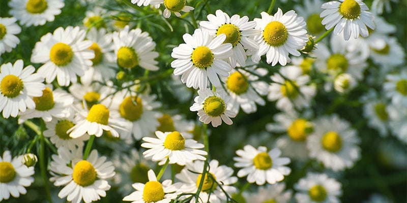 Chamomile (Matricaria recutita)