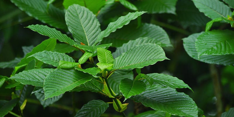 Kratom (Mitragyna speciosa)